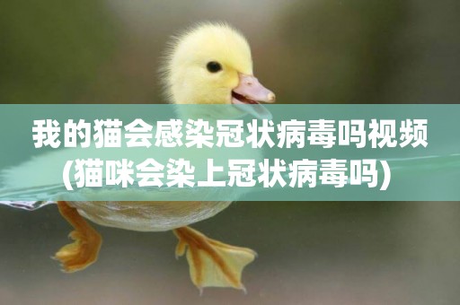 我的貓會感染冠狀病毒嗎視頻(貓咪會染上冠狀病毒嗎) 