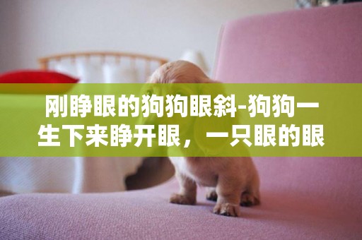 剛睜眼的狗狗眼斜-狗狗一生下來睜開眼，一只眼的眼球不正渾濁發白。圖片傳不上來