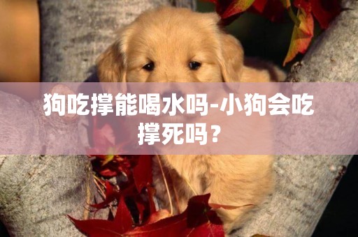 狗吃撐能喝水嗎-小狗會吃撐死嗎？