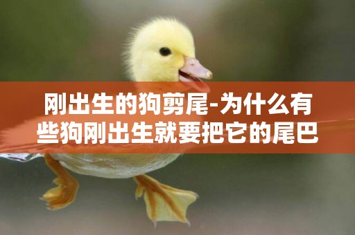 剛出生的狗剪尾-為什么有些狗剛出生就要把它的尾巴剪掉？？