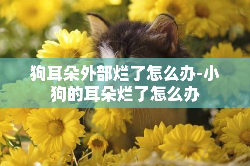 狗耳朵外部爛了怎么辦-小狗的耳朵爛了怎么辦