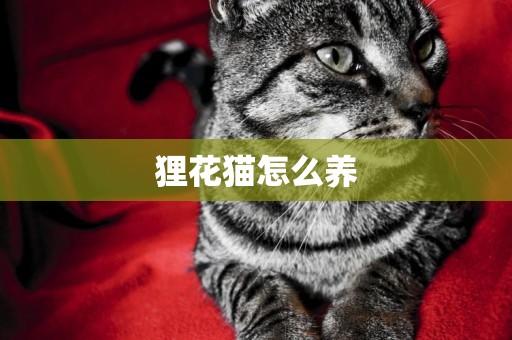 貍花貓怎么養