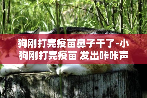 狗剛打完疫苗鼻子干了-小狗剛打完疫苗 發出咔咔聲 鼻子干 怎么回事啊