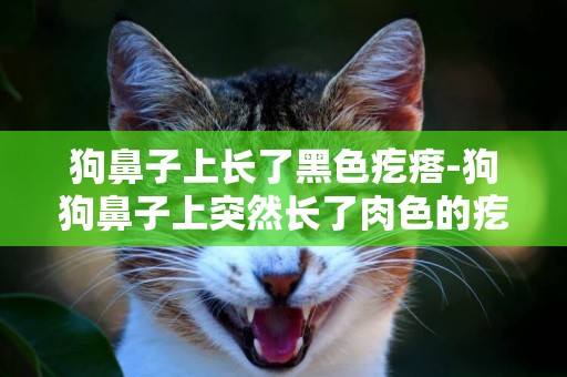 狗鼻子上長了黑色疙瘩-狗狗鼻子上突然長了肉色的疙瘩？