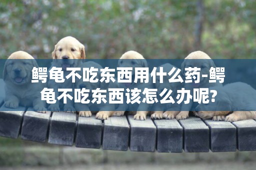 鱷龜不吃東西用什么藥-鱷龜不吃東西該怎么辦呢?