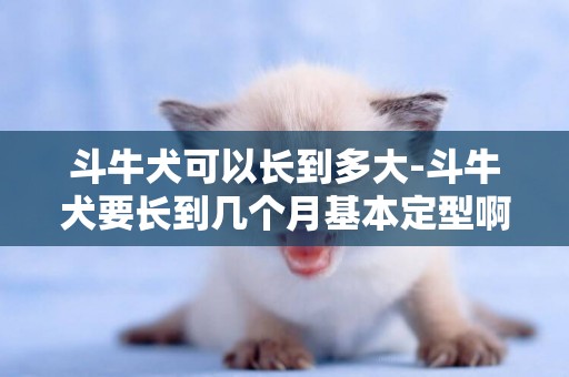 斗牛犬可以長到多大-斗牛犬要長到幾個月基本定型啊？