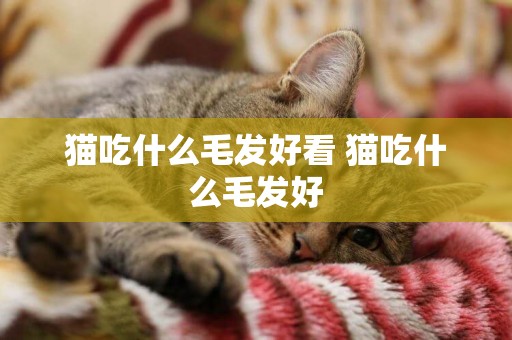 貓吃什么毛發好看 貓吃什么毛發好