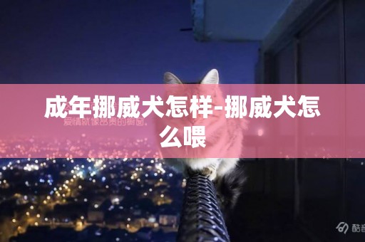 成年挪威犬怎樣-挪威犬怎么喂