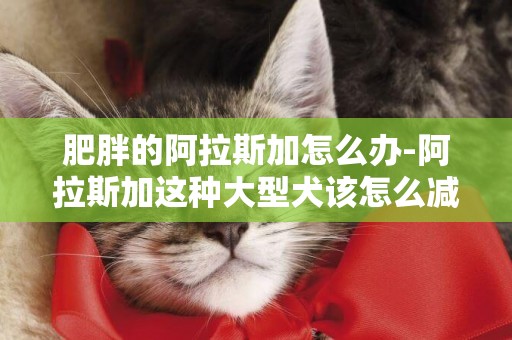 肥胖的阿拉斯加怎么辦-阿拉斯加這種大型犬該怎么減肥