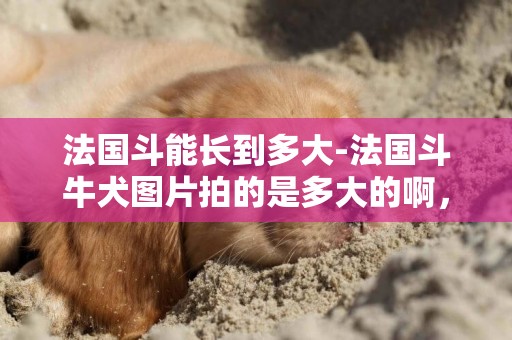 法國斗能長到多大-法國斗牛犬圖片拍的是多大的啊，最大能長多大適合家養不？