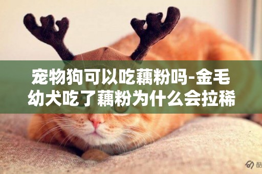 寵物狗可以吃藕粉嗎-金毛幼犬吃了藕粉為什么會拉稀