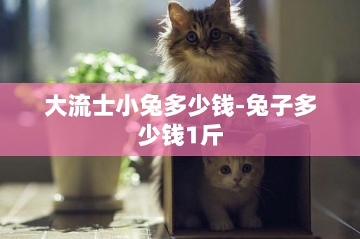 大流士小兔多少錢-兔子多少錢1斤