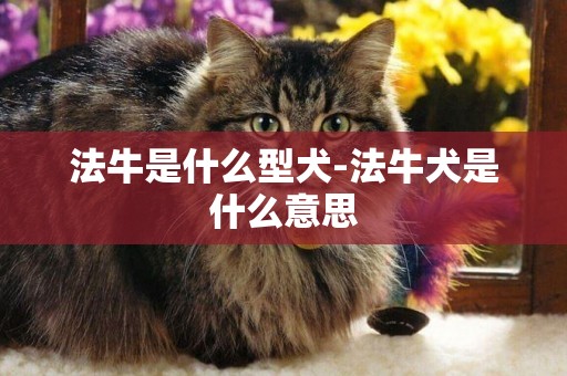 法牛是什么型犬-法牛犬是什么意思