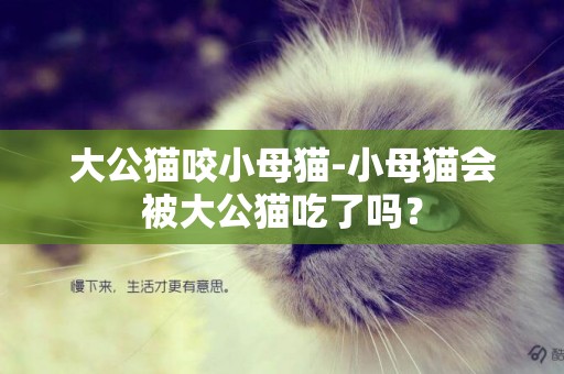 大公貓咬小母貓-小母貓會被大公貓吃了嗎？