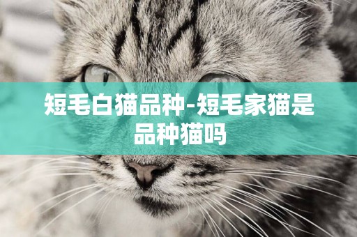 短毛白貓品種-短毛家貓是品種貓嗎