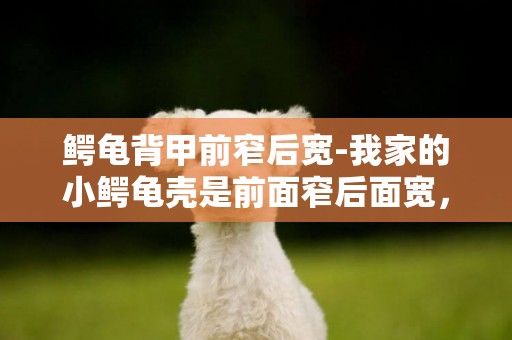 鱷龜背甲前窄后寬-我家的小鱷龜殼是前面窄后面寬，可我看見別的龜都是橢圓形，我的龜龜有問題嗎，高手回答