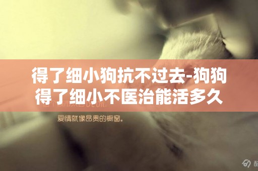 得了細小狗抗不過去-狗狗得了細小不醫治能活多久