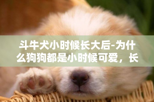 斗牛犬小時候長大后-為什么狗狗都是小時候可愛，長大后就變丑了呢？