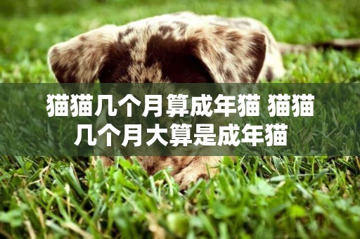 貓貓幾個月算成年貓 貓貓幾個月大算是成年貓