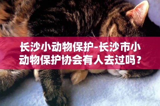 長沙小動物保護-長沙市小動物保護協會有人去過嗎？