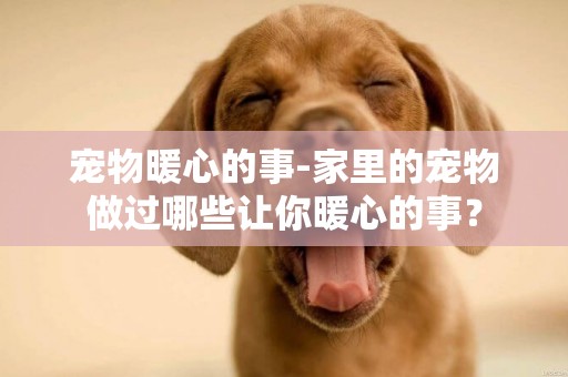 寵物暖心的事-家里的寵物做過哪些讓你暖心的事？