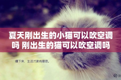 夏天剛出生的小貓可以吹空調嗎 剛出生的貓可以吹空調嗎