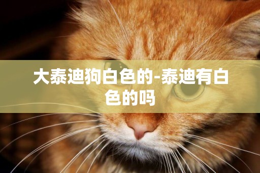 大泰迪狗白色的-泰迪有白色的嗎