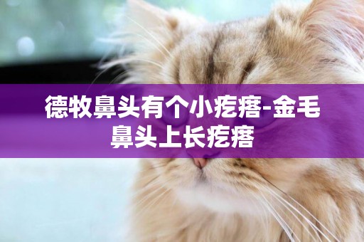 德牧鼻頭有個小疙瘩-金毛鼻頭上長疙瘩