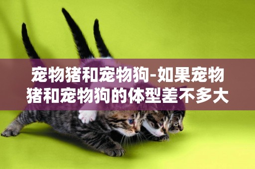 寵物豬和寵物狗-如果寵物豬和寵物狗的體型差不多大，所有寵物狗可以穿