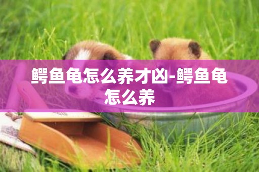 鱷魚龜怎么養才兇-鱷魚龜怎么養
