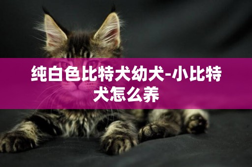 純白色比特犬幼犬-小比特犬怎么養