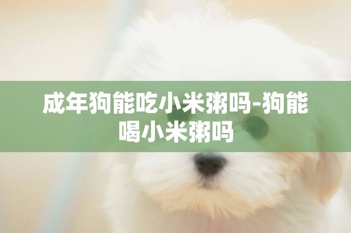 成年狗能吃小米粥嗎-狗能喝小米粥嗎