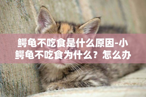 鱷龜不吃食是什么原因-小鱷龜不吃食為什么？怎么辦？