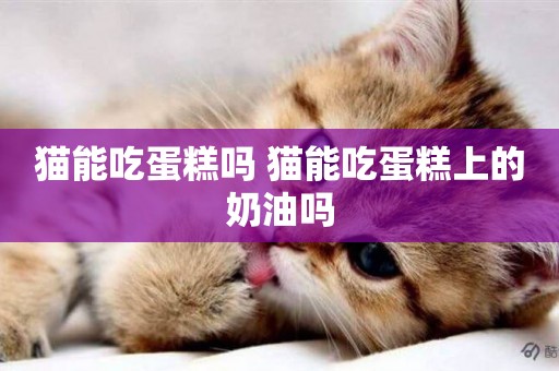 貓能吃蛋糕嗎 貓能吃蛋糕上的奶油嗎