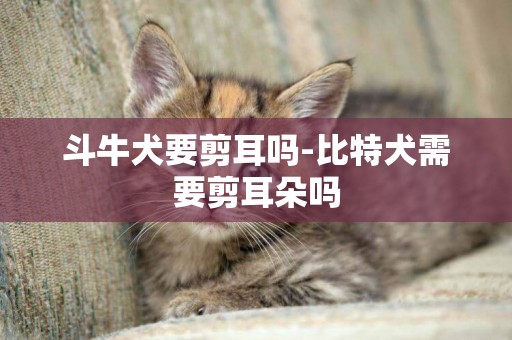 斗牛犬要剪耳嗎-比特犬需要剪耳朵嗎
