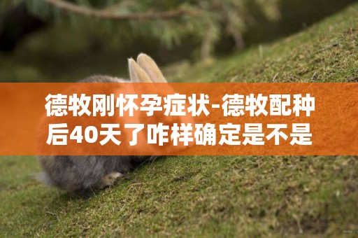 德牧剛懷孕癥狀-德牧配種后40天了咋樣確定是不是懷孕
