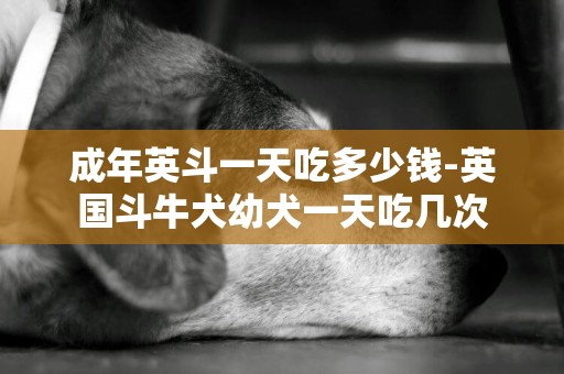 成年英斗一天吃多少錢-英國斗牛犬幼犬一天吃幾次
