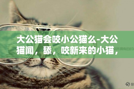 大公貓會咬小公貓么-大公貓聞，舔，咬新來的小貓，沒問題么