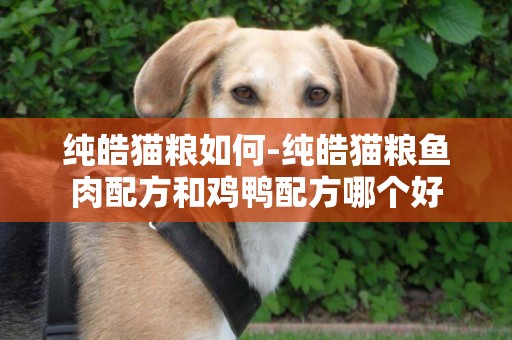純皓貓糧如何-純皓貓糧魚肉配方和雞鴨配方哪個好