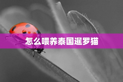 怎么喂養泰國暹羅貓