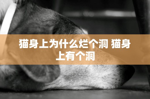貓身上為什么爛個洞 貓身上有個洞