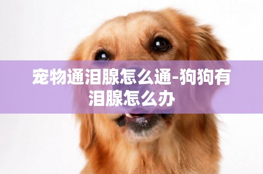 寵物通淚腺怎么通-狗狗有淚腺怎么辦