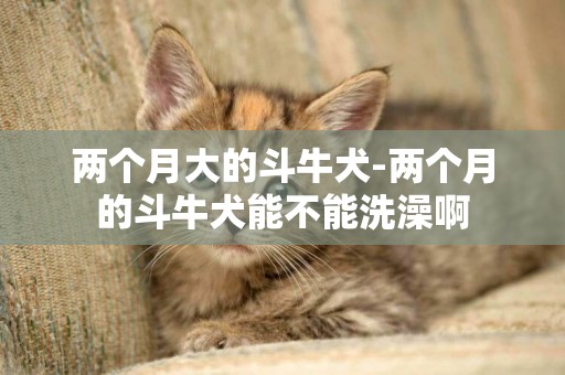 兩個月大的斗牛犬-兩個月的斗牛犬能不能洗澡啊