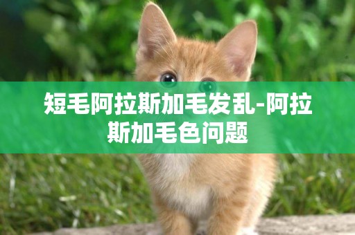 短毛阿拉斯加毛發亂-阿拉斯加毛色問題