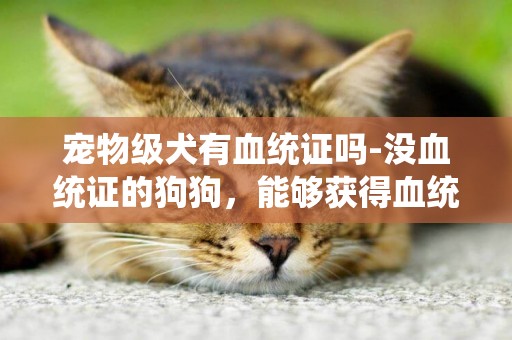 寵物級犬有血統證嗎-沒血統證的狗狗，能夠獲得血統證嗎？