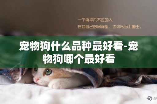 寵物狗什么品種最好看-寵物狗哪個最好看