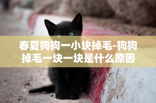 春夏狗狗一小塊掉毛-狗狗掉毛一塊一塊是什么原因