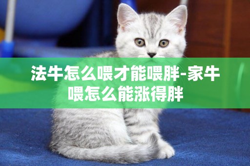 法牛怎么喂才能喂胖-家牛喂怎么能漲得胖