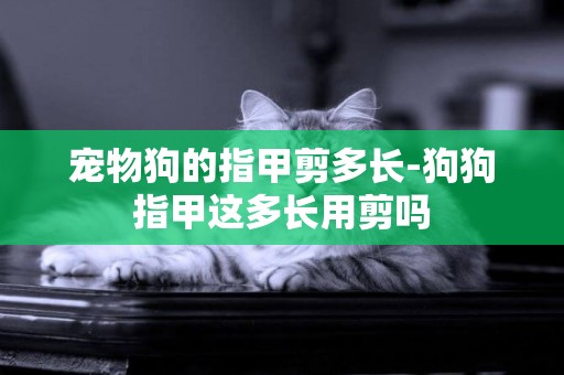 寵物狗的指甲剪多長-狗狗指甲這多長用剪嗎