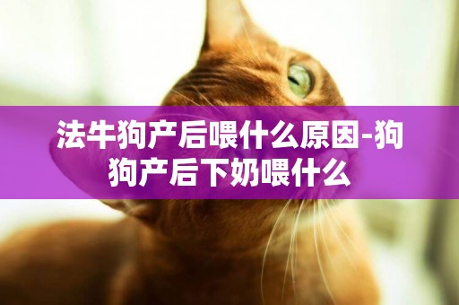 法牛狗產后喂什么原因-狗狗產后下奶喂什么